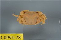藏品(平背蜞)的圖片